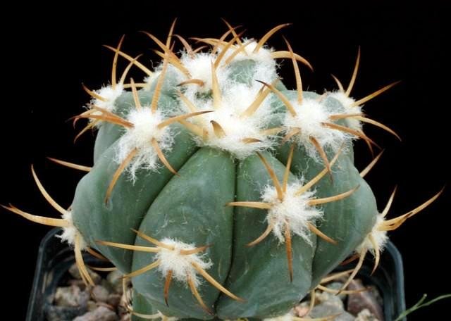 Echinocactus_horizonthalonius_5